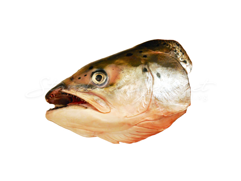 Salmon Head