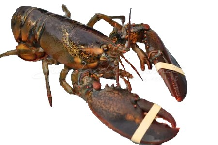 Lobster. Boston (Canada)