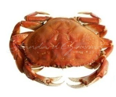 Brown Crab (Netherland)
