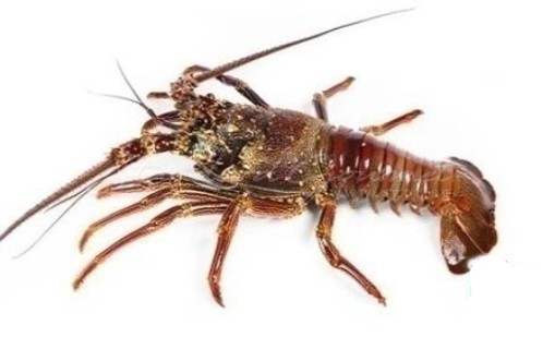 Lobster (Australia)