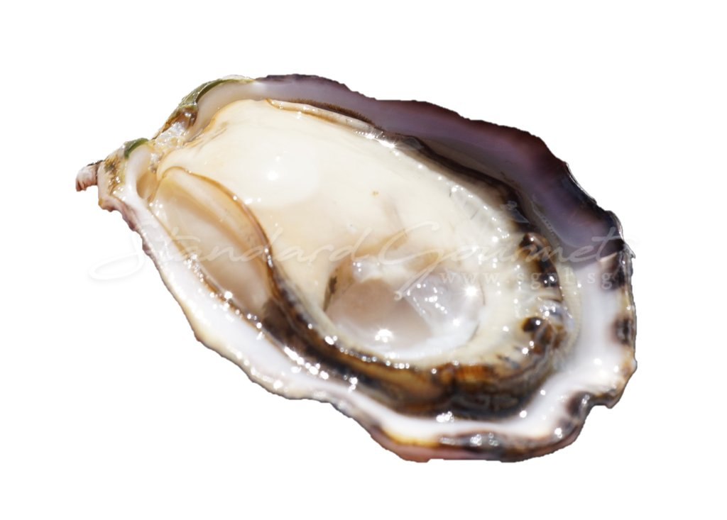 Oyster (Canada)