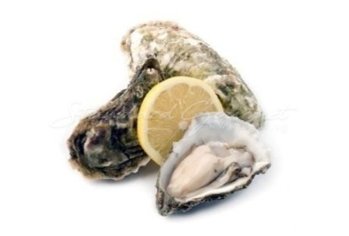 Oyster. West Mersea (England)