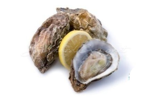 Oyster. Jersey Rock (England)