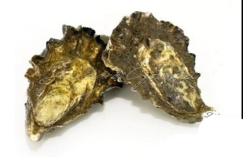 Oyster. Kyle of Tongue Prime (England)
