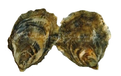 Oyster. Orford Rock (England)
