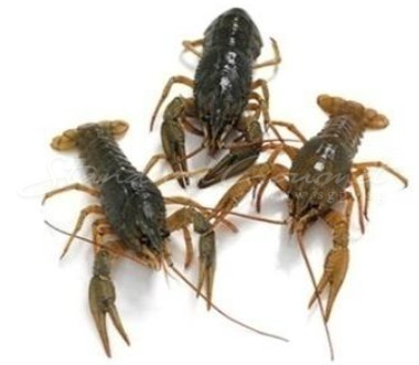 Crayfish (Local)