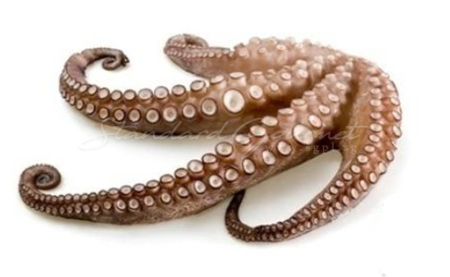 Pulpo / Octopus Tentacles (Netheland)