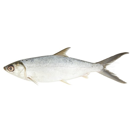 Ikan Susu